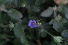 Hemigraphis latebrosa